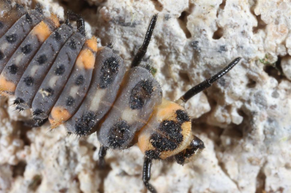Free Image of Ladybug larva macro 