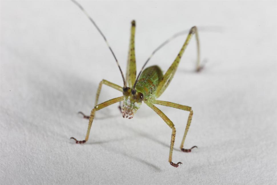 Free Image of Green Field Cricket macro shot 