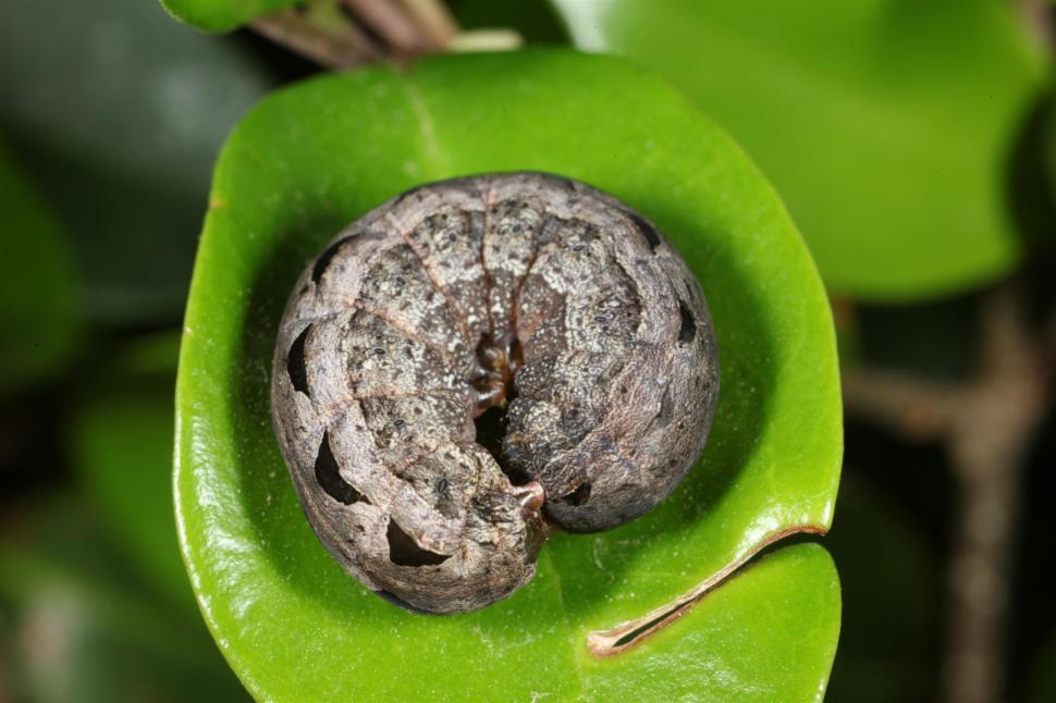Free Image of Caterpillar macro 