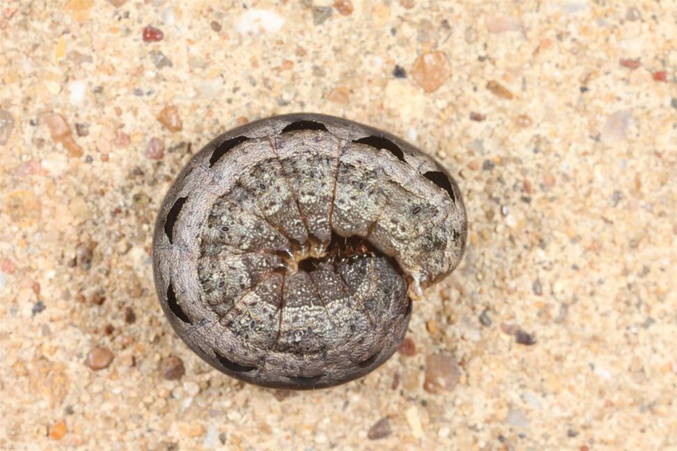 Free Image of Caterpillar macro 