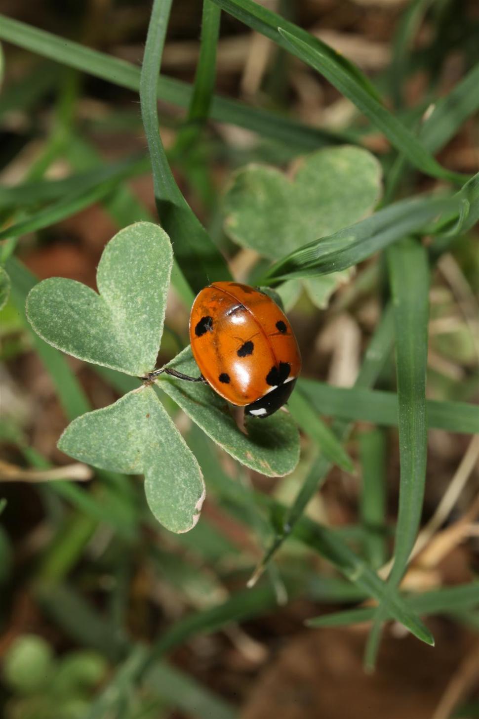 Free Image of Lady bugs 