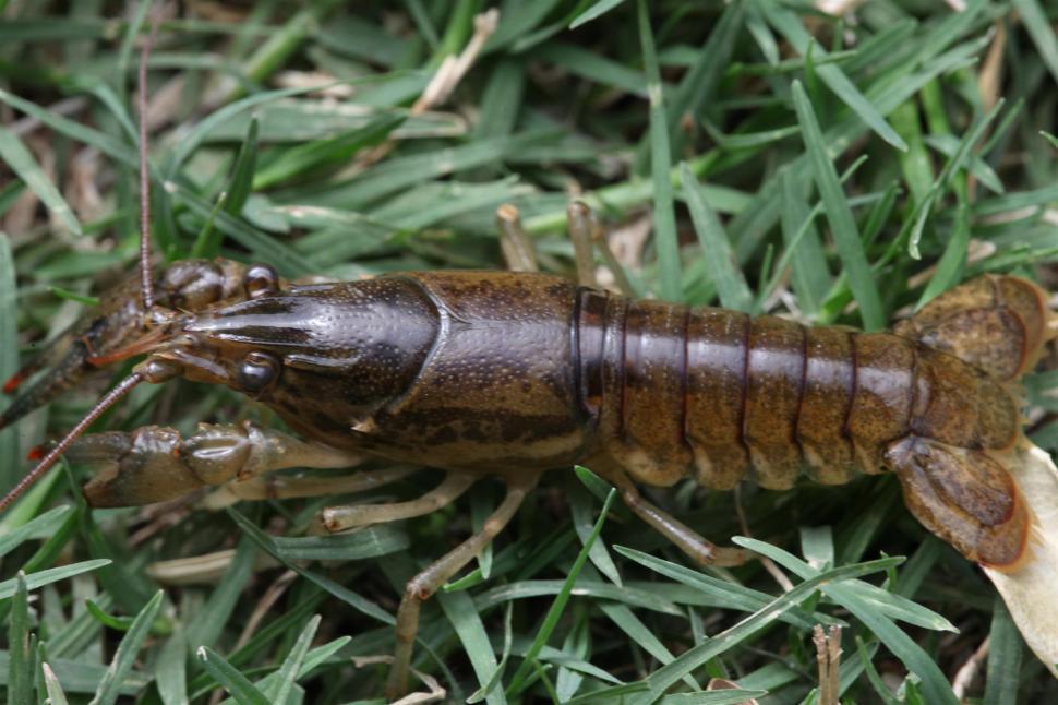 Free Image of Crawfish 