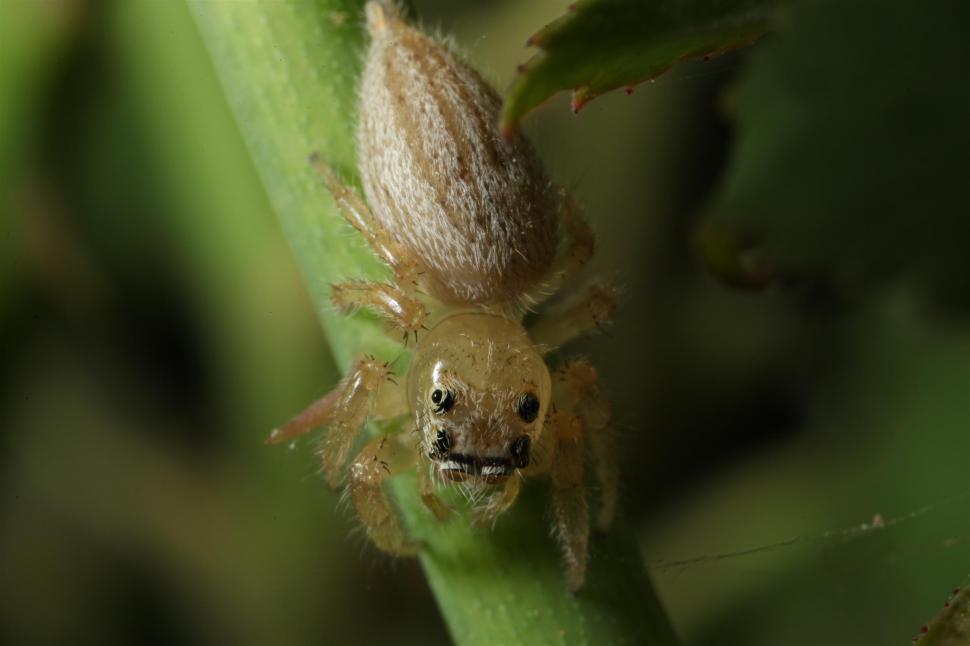 Free Image of White Jumping Spider macro shot 