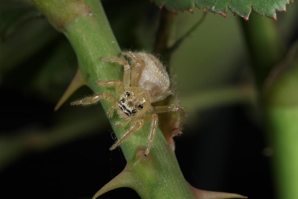 Free Image of White Jumping Spider macro shot 