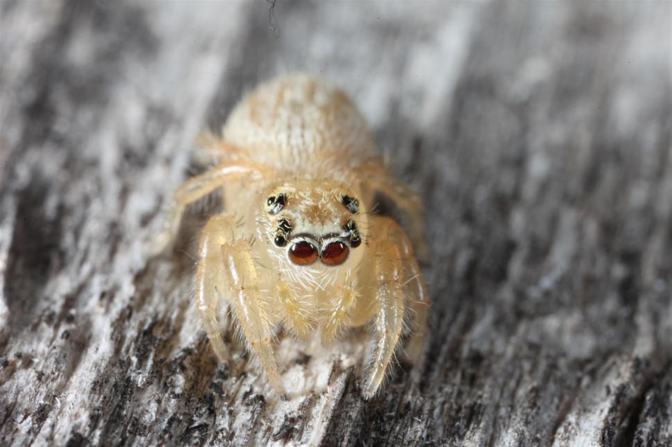 Free Image of White Jumping Spider macro shot 