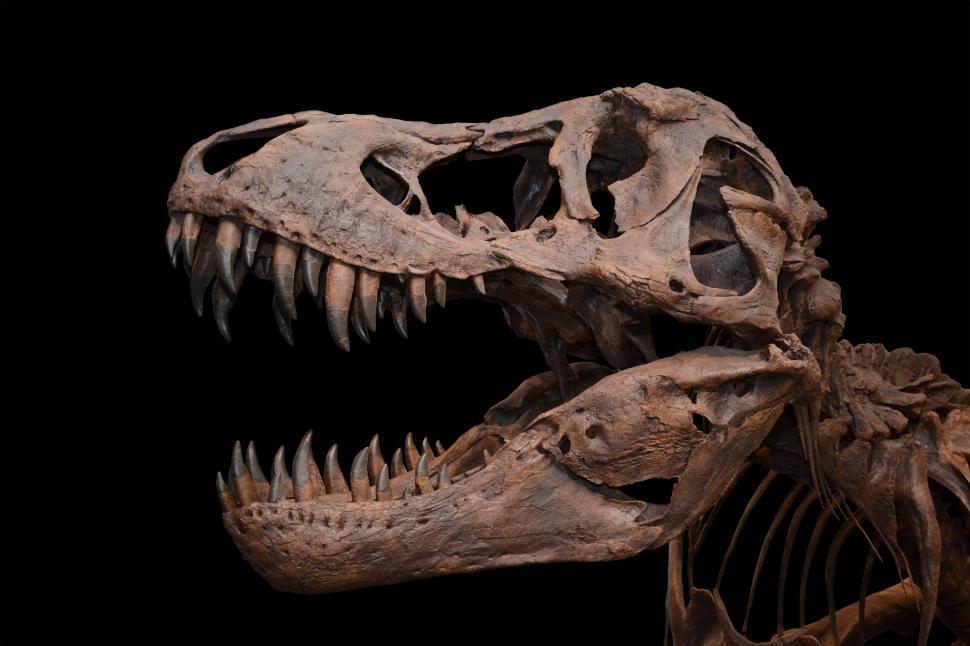 Free Image of Tyrannosaurus rex skull isolated 