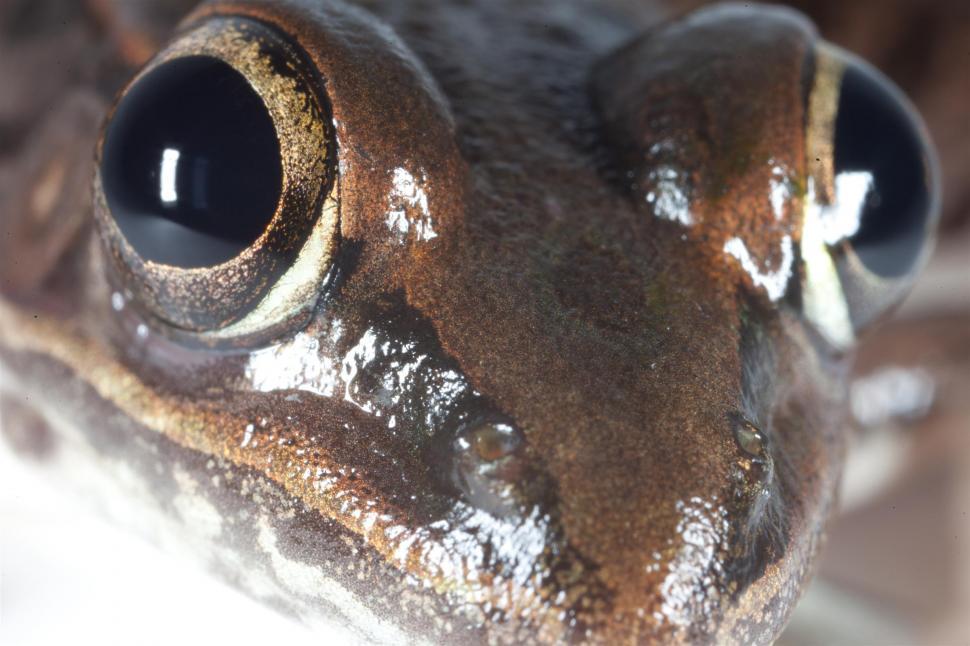 Free Image of Leopard Frog 
