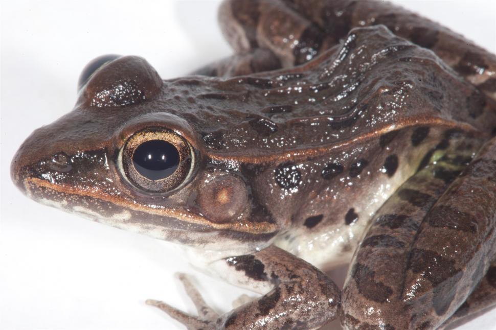 Free Image of Leopard Frog 