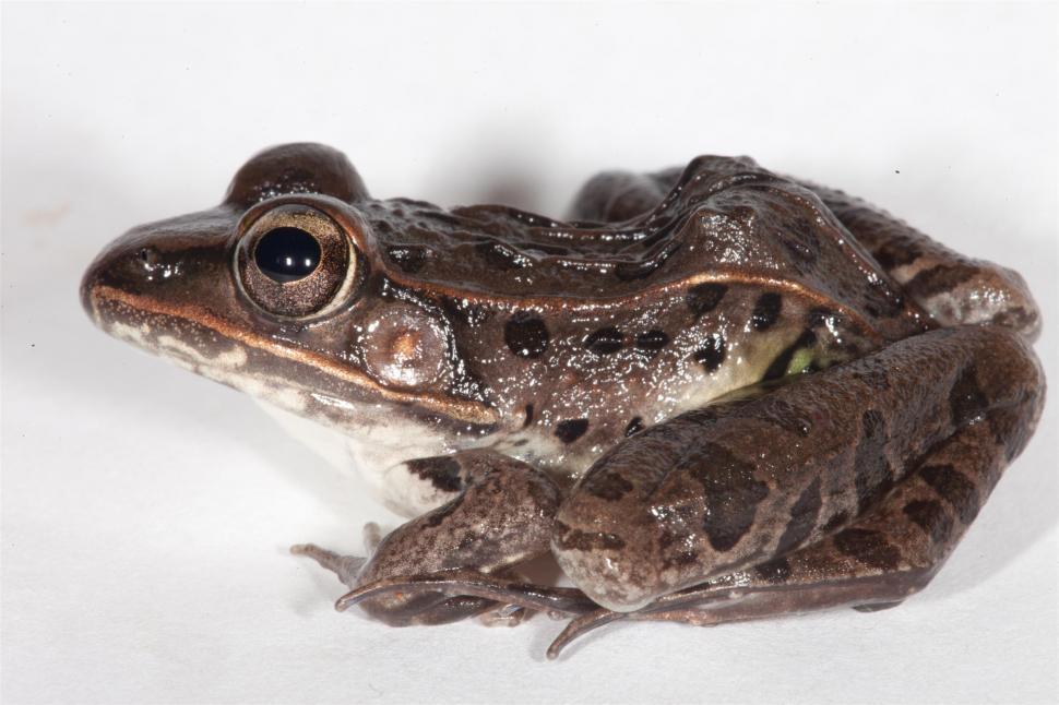 Free Image of Leopard Frog 