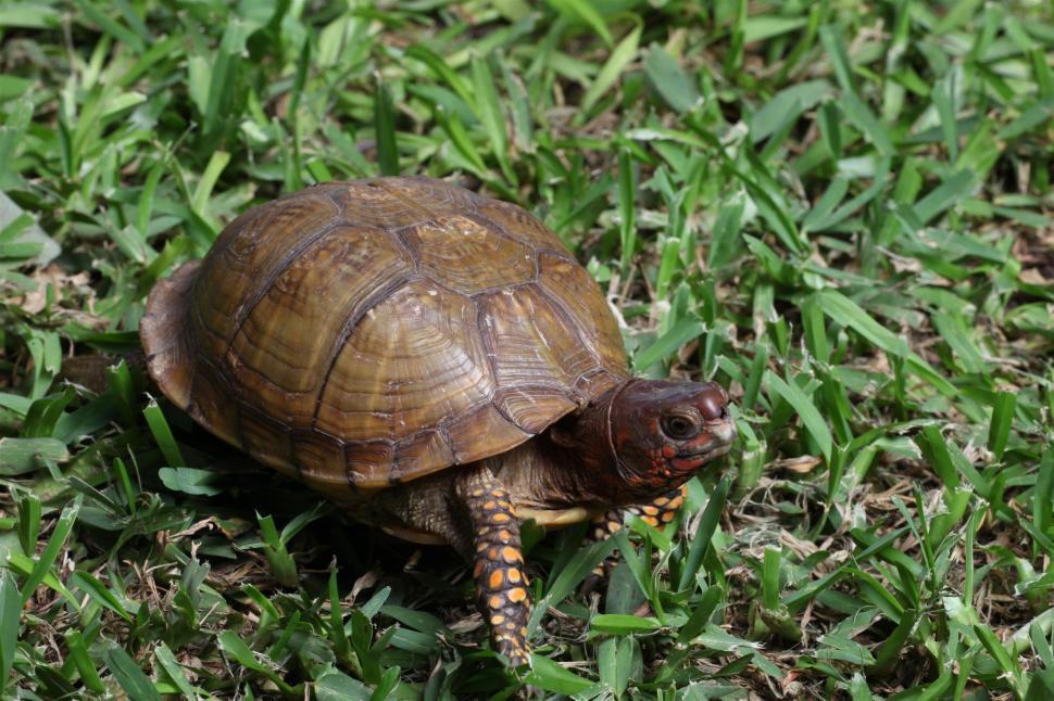 Free Image of Box Turtle 