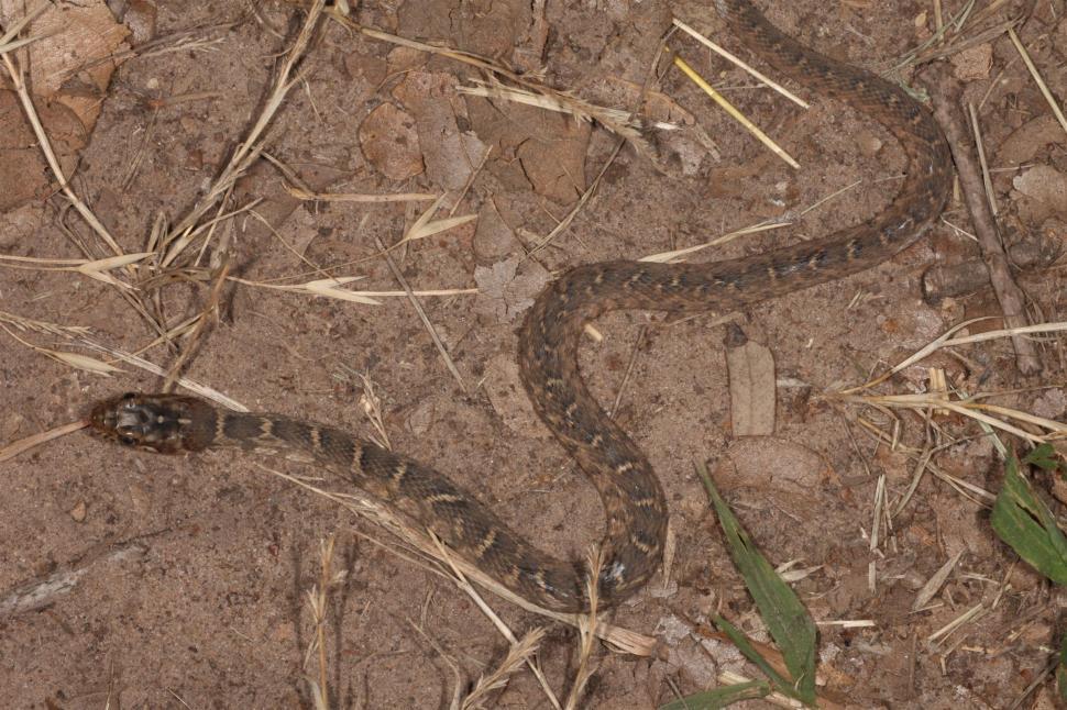 Free Image of Diamondback Watersnake 