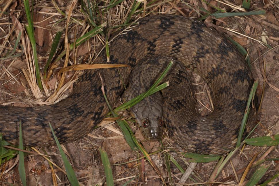 Free Image of Diamondback Watersnake 