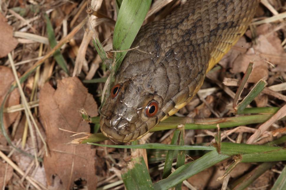 Free Image of Diamondback Watersnake 