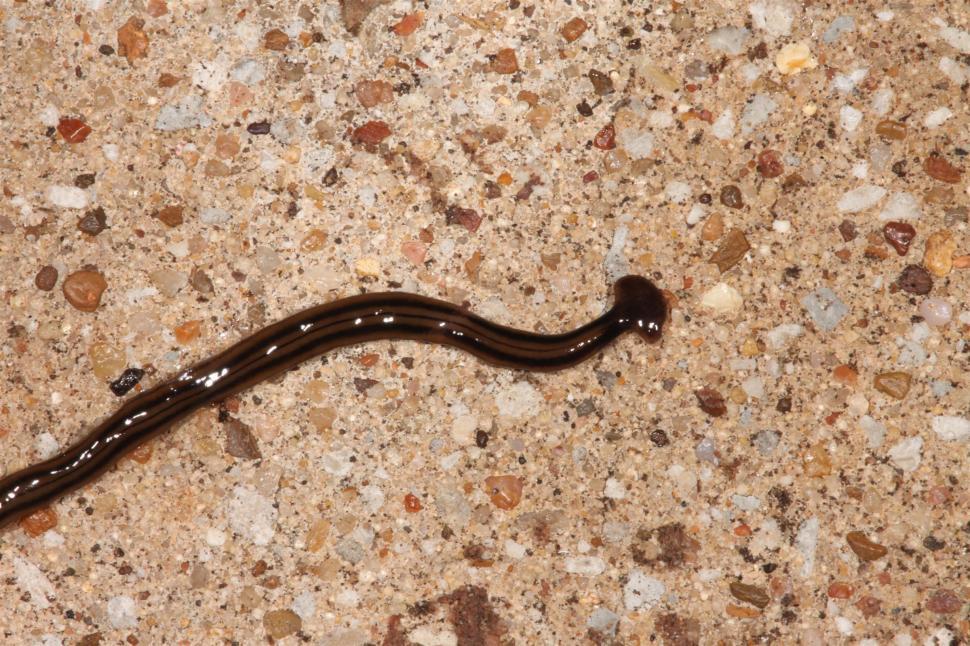 Free Image of Hammerhead Flatworm 