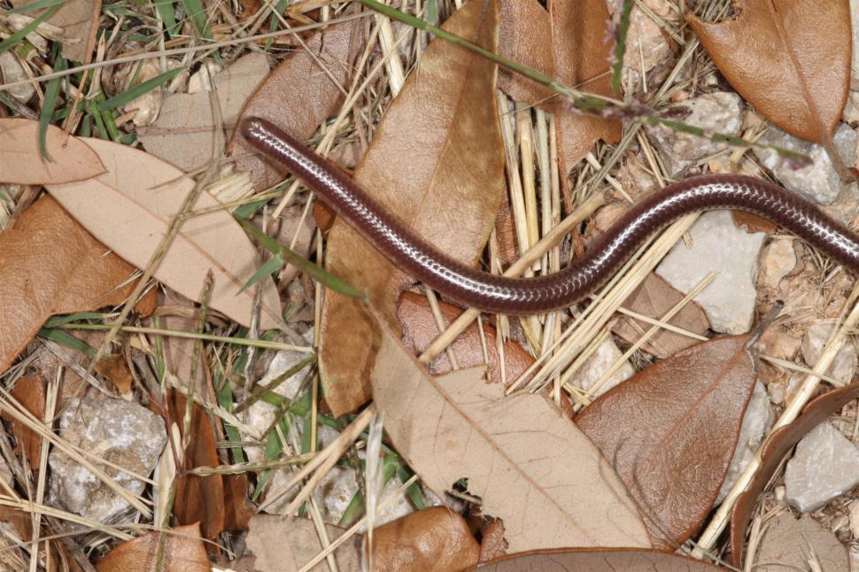 Free Image of Texas Blind Snake 