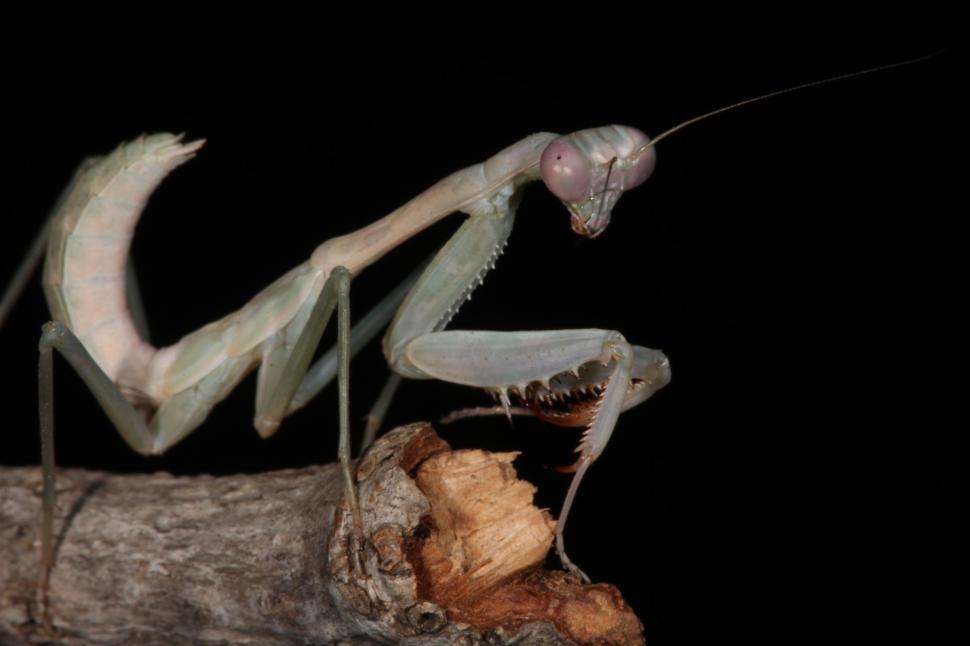 Free Image of Praying Mantis 