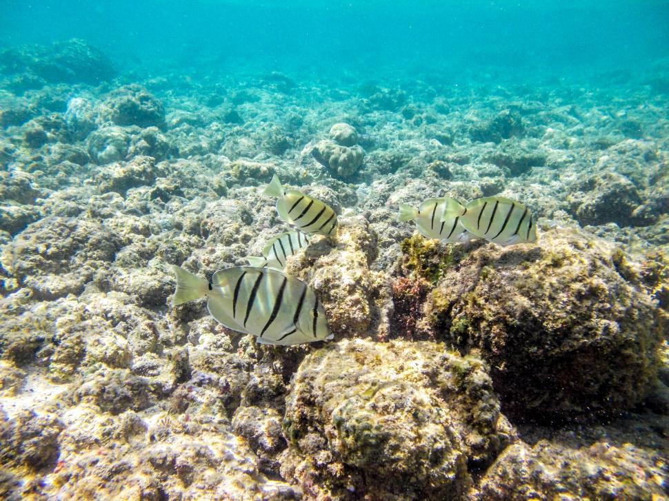 Free Image of Fish underwater 