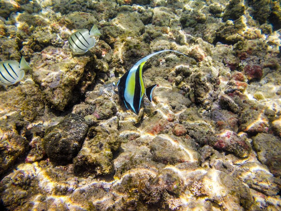 Free Image of Fish underwater 
