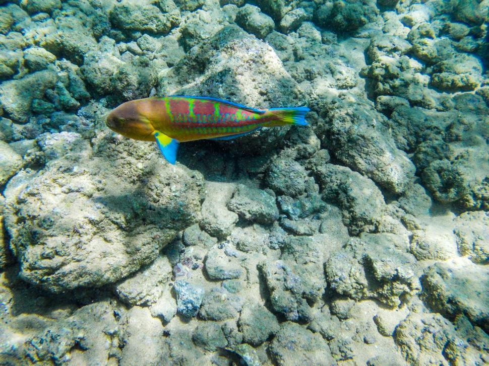 Free Image of Fish underwater in Kauai 