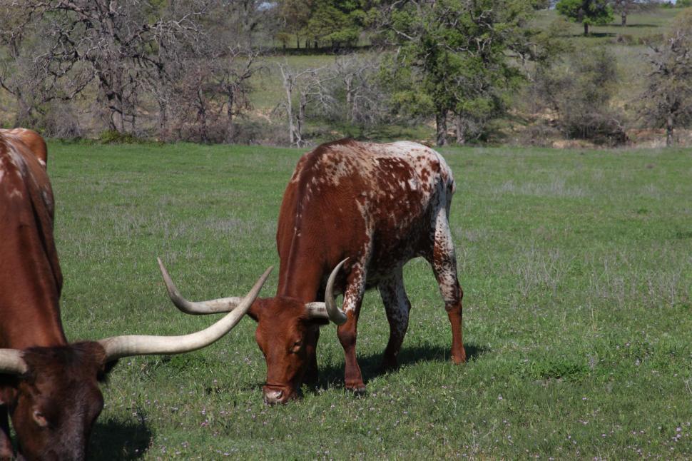 Free Image of Longhorns 