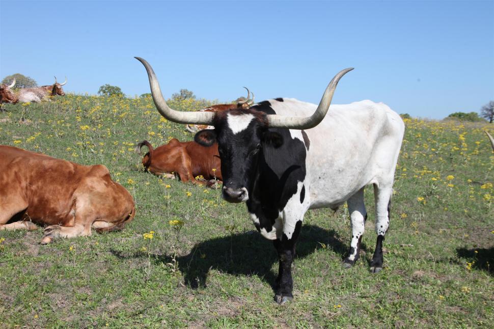Free Image of Longhorns 