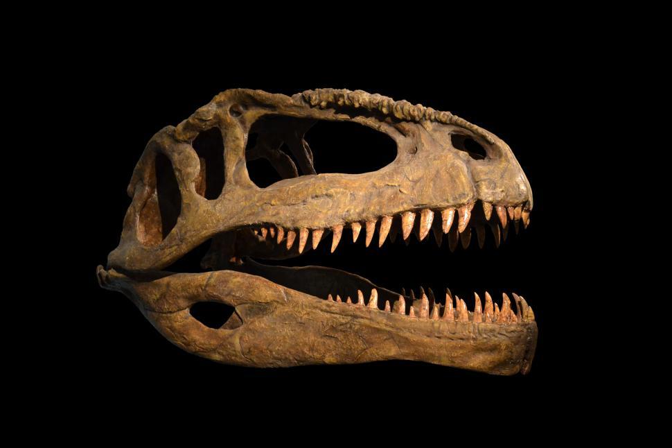Free Image of The skull of dinosaur on white and black background 