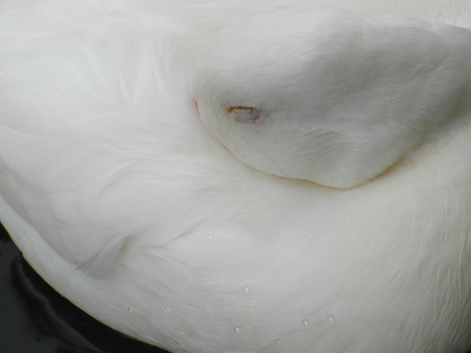 Free Image of Sleeping Duck 