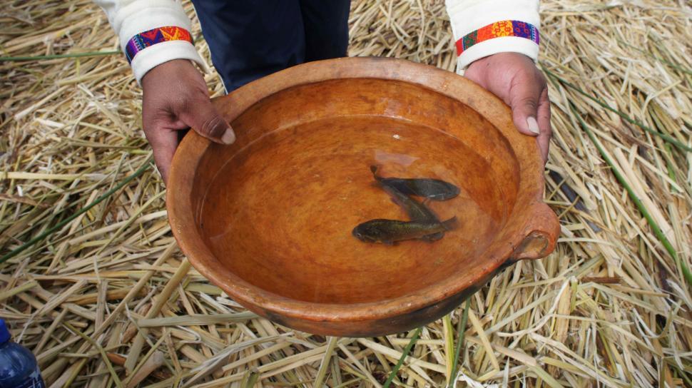Free Image of Offering of Food 
