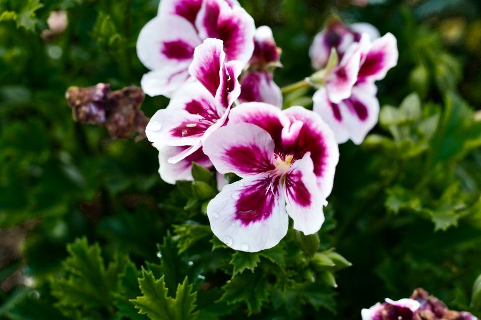 Free Image of Pellargonium 