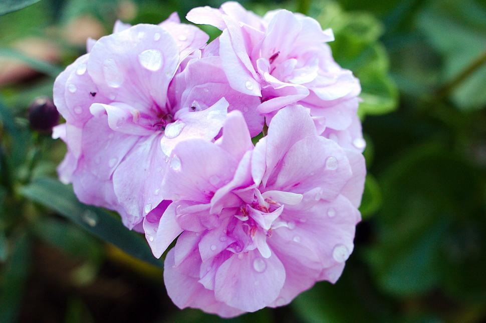 Free Image of Pink pellargonium 