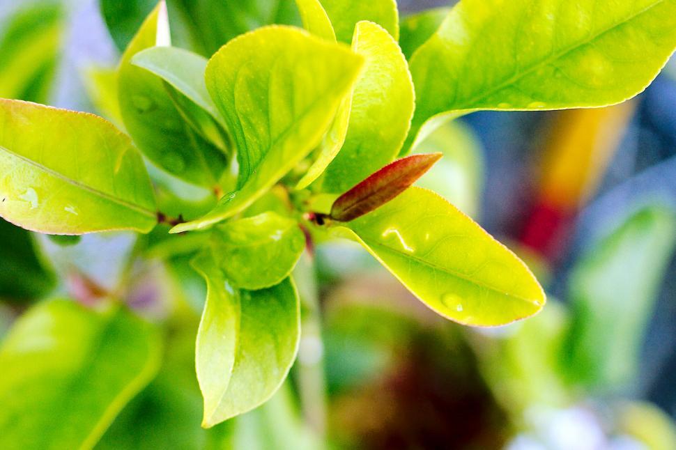 Free Image of Lemon tree 
