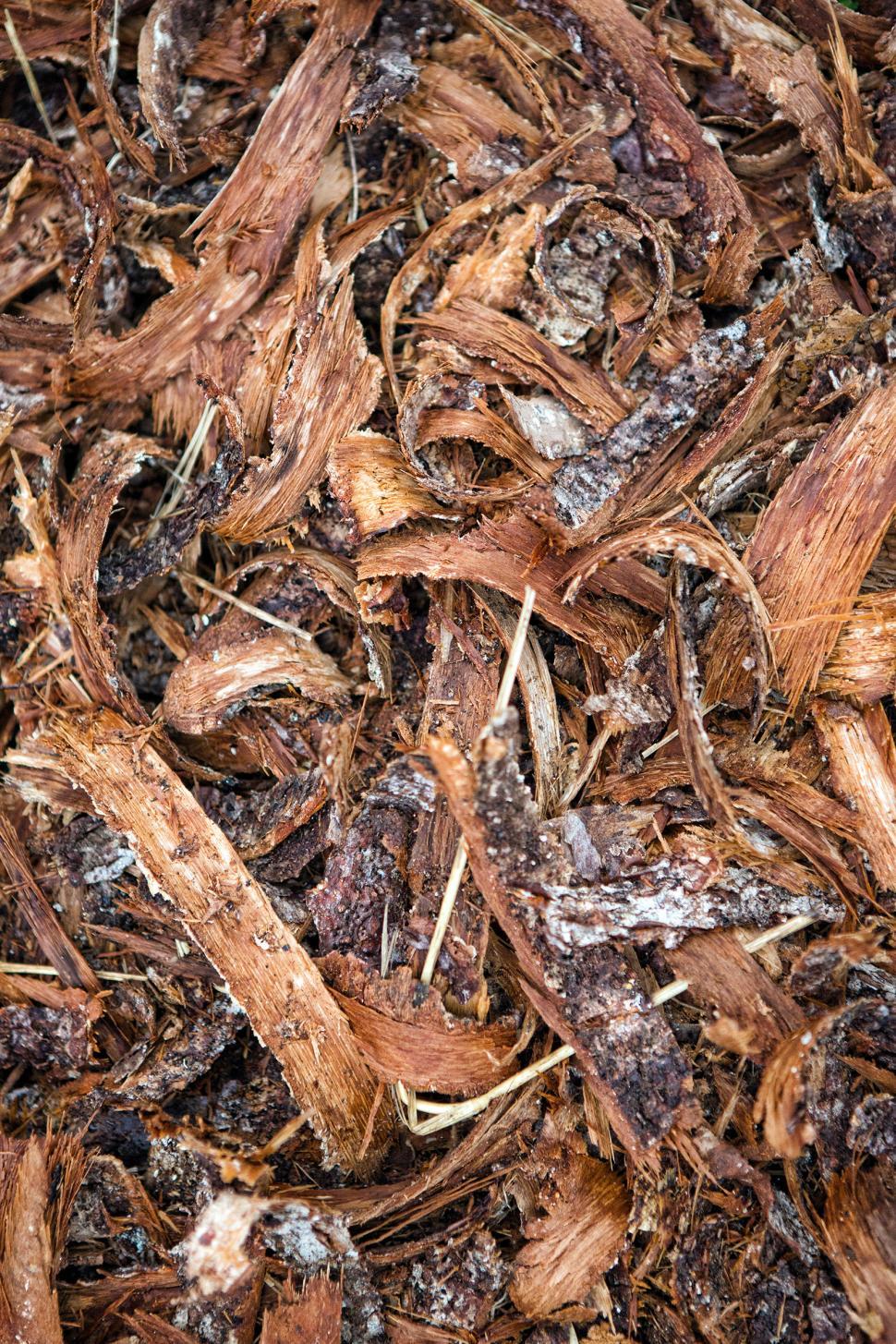 Free Image of Tree bark 