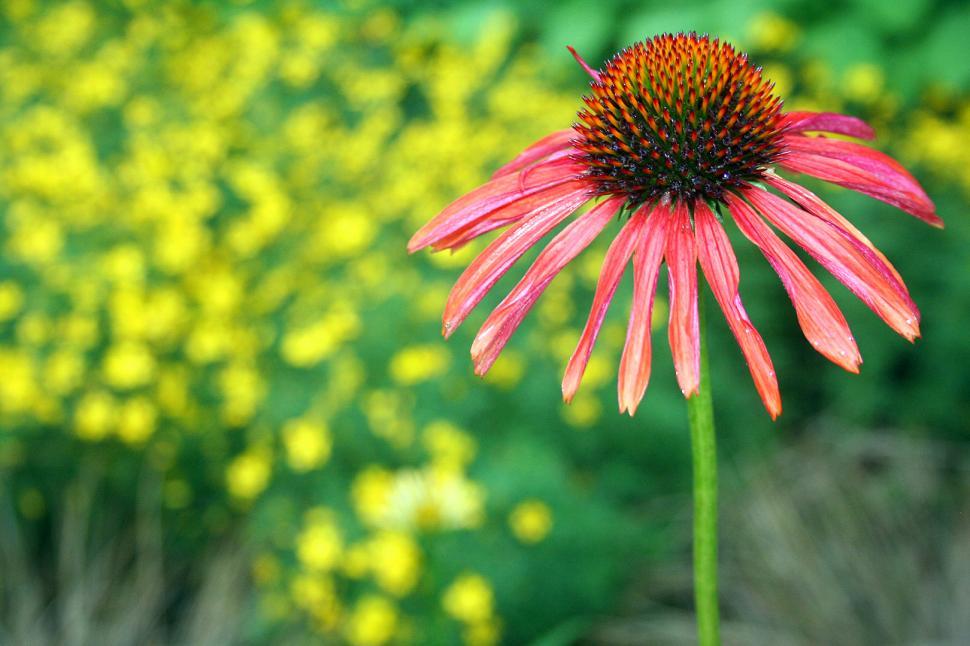 Free Image of Purple Coneflower in Bloom in Summer 