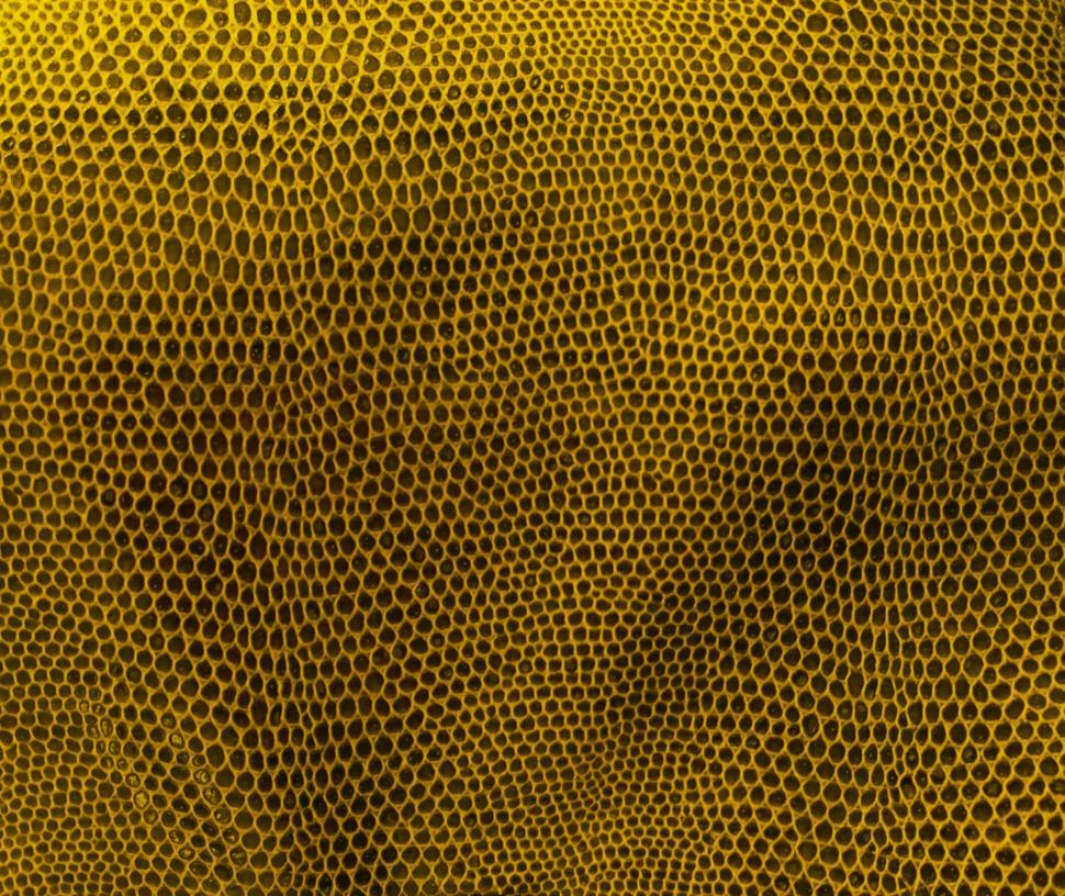 Free Image of Animal Skin Texture 
