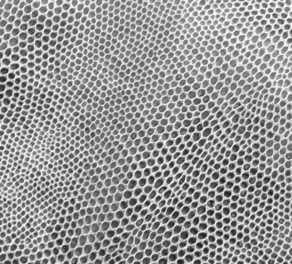 Free Image of Animal Skin Texture 