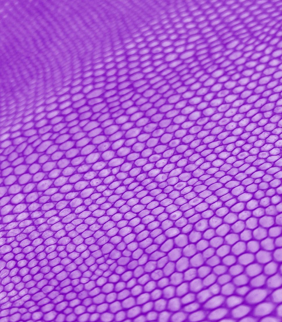 Free Image of Animal Skin Texture 
