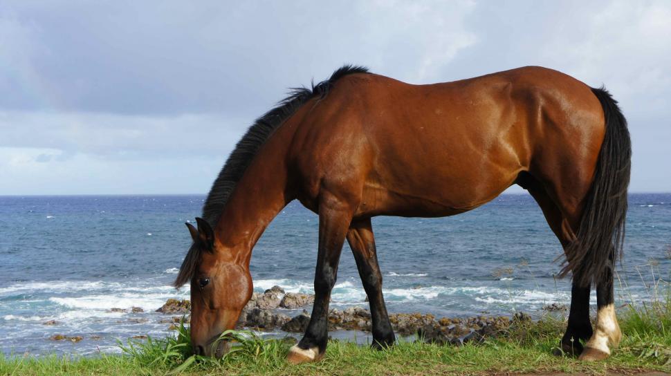 Free Image of Horses on the Beach 