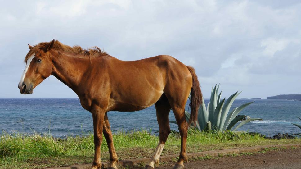 Free Image of Horses on the Beach 
