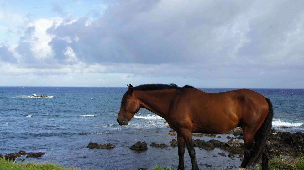 Free Image of Horses on the Beach 