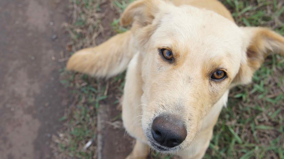 Free Image of Smiling Dog on Easter Island 