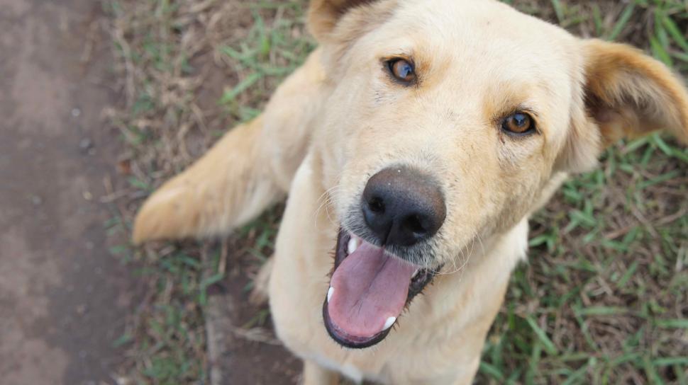 Free Image of Smiling Dog on Easter Island 