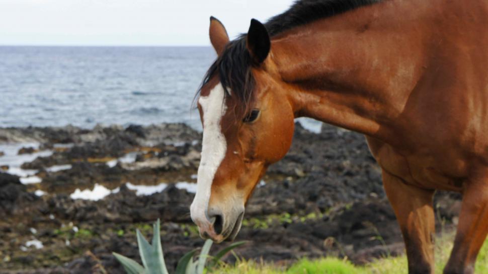 Free Image of Horses Under a Rainbow on Easter Island 
