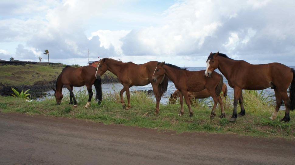 Free Image of Horses Under a Rainbow on Easter Island 