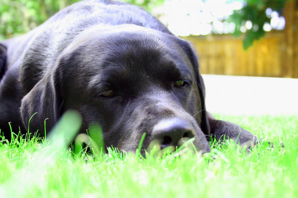 Free Image of Jasper 