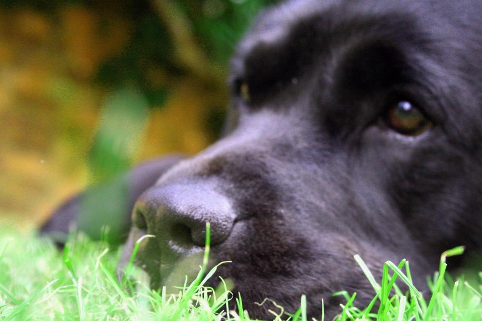 Free Image of Jasper 