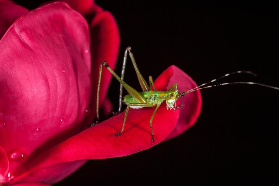 Free Image of Green Field Cricket macro shot 