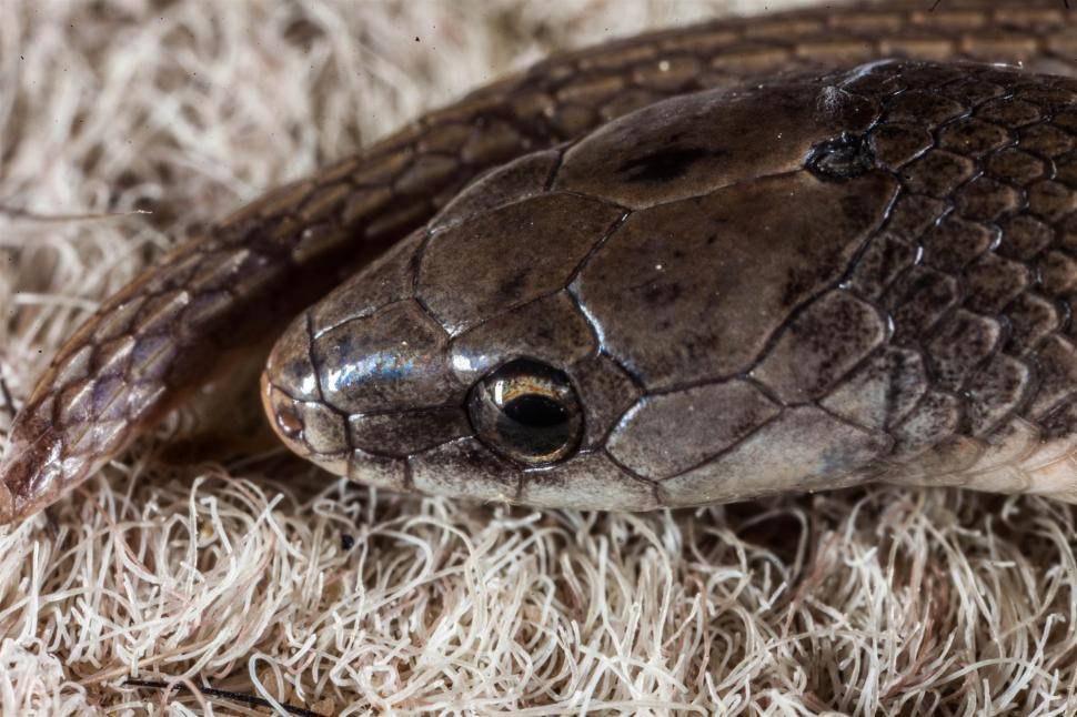 Free Image of Smooth Earth Snake 