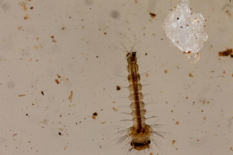 Free Image of macro shot of mosquito larva 