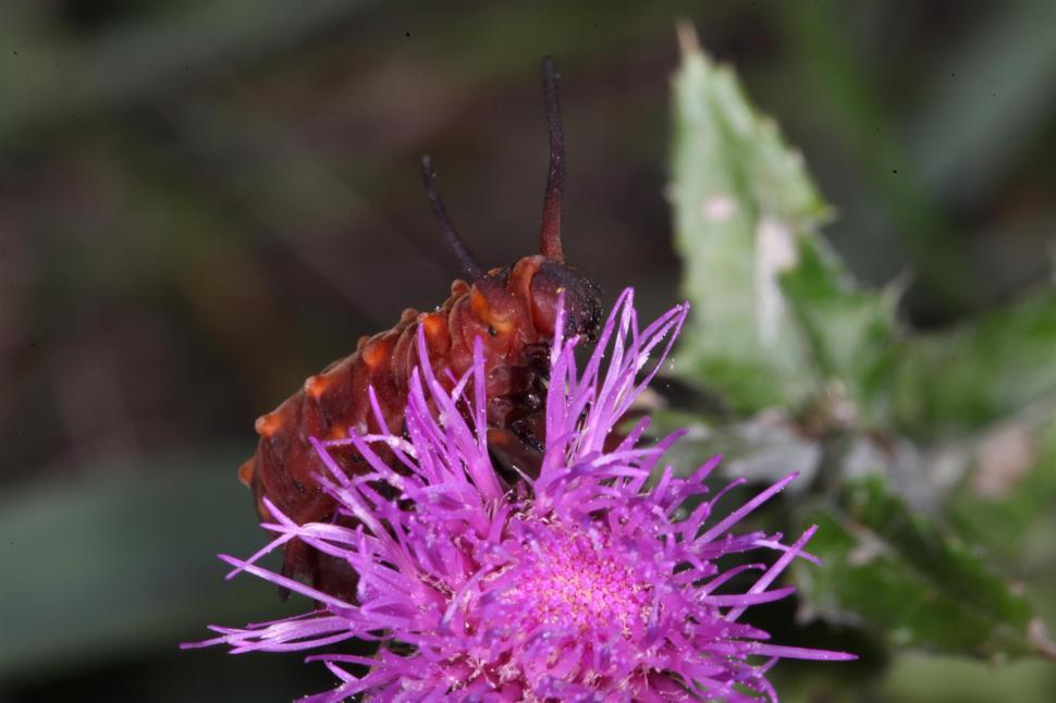 Free Image of Pipevine Swallowtail Caterpillar red phase 