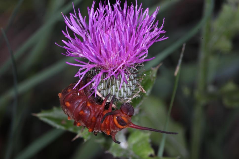 Free Image of Pipevine Swallowtail Caterpillar red phase 